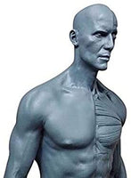 Cuerpo humano macho de 11.0 in, modelo anatómico musculoesquelético CG, herramientas de referencia para pintura y escultura (Pu) - Arteztik
