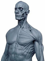Cuerpo humano macho de 11.0 in, modelo anatómico musculoesquelético CG, herramientas de referencia para pintura y escultura (Pu) - Arteztik
