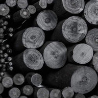 Global Art Materials carbonilla de sauce para artistas, Negro, Assorted - Arteztik
