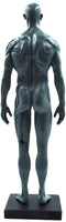 Cuerpo humano macho de 11.0 in, modelo anatómico musculoesquelético CG, herramientas de referencia para pintura y escultura (Pu) - Arteztik
