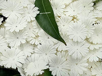 Nava Chiangmai 100 blanco Morera Daisy Flores de papel adornos para álbum de recortes - Arteztik

