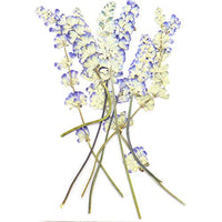 Monrocco 16 piezas de flores auténticas secas salvia flores prensadas flor recortes adornos para hacer joyas accesorios - Arteztik
