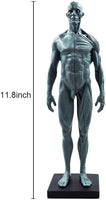 Cuerpo humano macho de 11.0 in, modelo anatómico musculoesquelético CG, herramientas de referencia para pintura y escultura (Pu) - Arteztik
