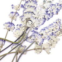 Monrocco 16 piezas de flores auténticas secas salvia flores prensadas flor recortes adornos para hacer joyas accesorios - Arteztik
