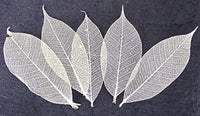 100 pcs. Esqueleto tarjeta de hule natural Hojas Artificial hojas Craft Scrapbook bricolaje hecho a mano adornos decoración arte - Arteztik
