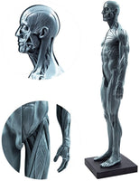 Cuerpo humano macho de 11.0 in, modelo anatómico musculoesquelético CG, herramientas de referencia para pintura y escultura (Pu) - Arteztik
