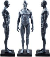 Cuerpo humano macho de 11.0 in, modelo anatómico musculoesquelético CG, herramientas de referencia para pintura y escultura (Pu) - Arteztik
